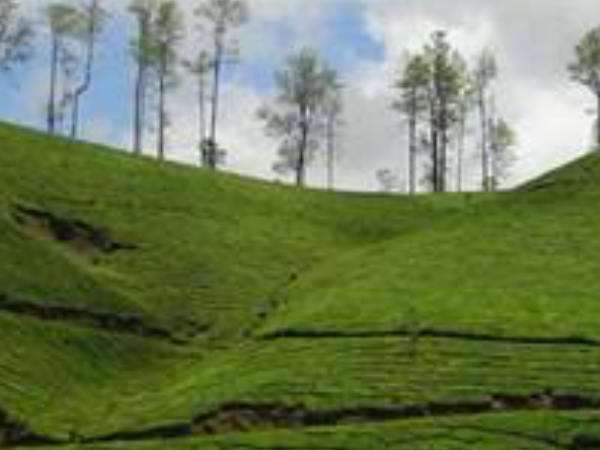 വളവില്‍ മൊഴയാന