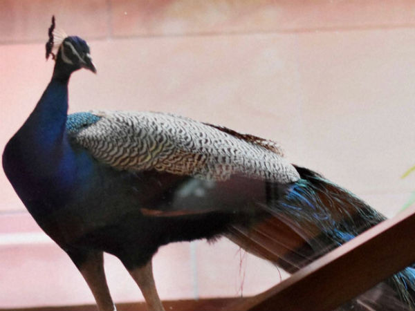 കണ്ണുനീര് കുടിച്ചാണ് പരിപാടി കണ്ണുനീര് കുടിച്ചാണ് പരിപാടി