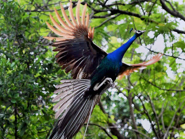 മയിലിന് ഗര്ഭമുണ്ടാകുമോ? മയിലിന് ഗര്ഭമുണ്ടാകുമോ?