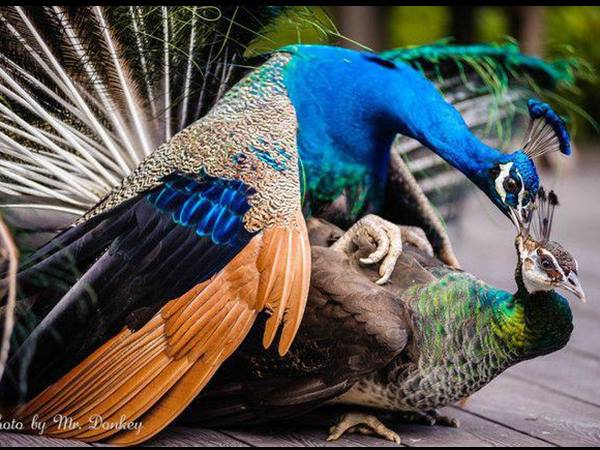 ഇത് ജനാധിപത്യത്തിന്റെ മരണസൂചന ഇത് ജനാധിപത്യത്തിന്റെ മരണസൂചന