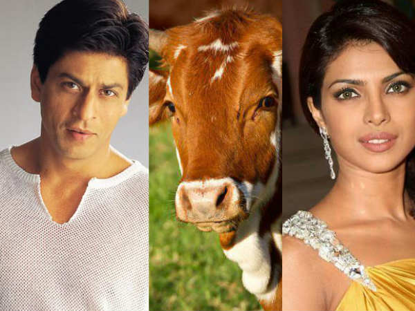 പശുവിന് പ്രിയങ്ക