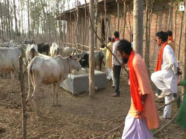 ചാണകത്തിലെ കക്കൂസിൻ