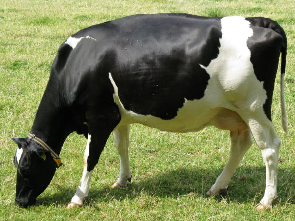 ജപ്പാൻ പോലും ഫോളോ ചെയ്യുന്നു