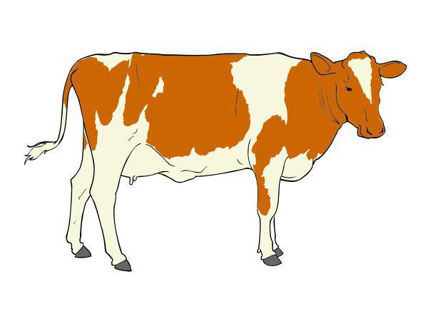 അമേരിക്ക പോലും ഇന്ത്യയുടെ കാൽക്കീഴിൽ