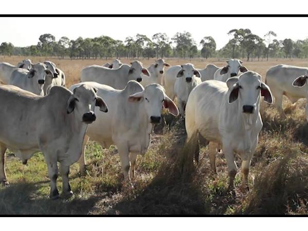 ബീഫിന്റെ കാര്യത്തില്‍