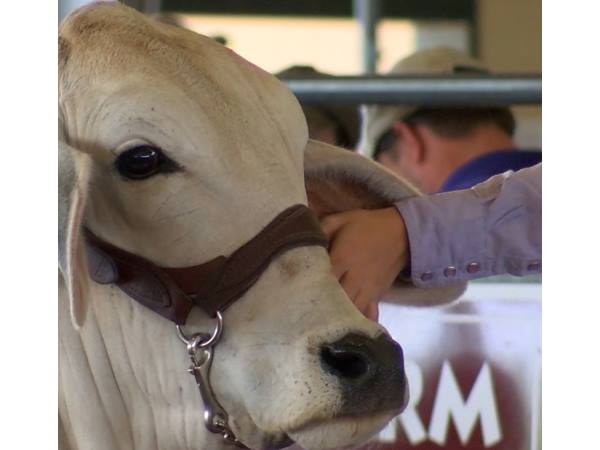 അമേരിക്കക്കാരാണ്