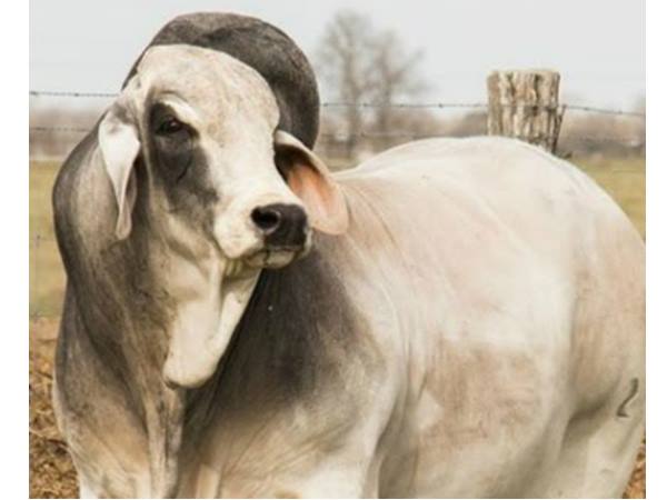 ഇന്ത്യന്‍ ബന്ധമുണ്ട്