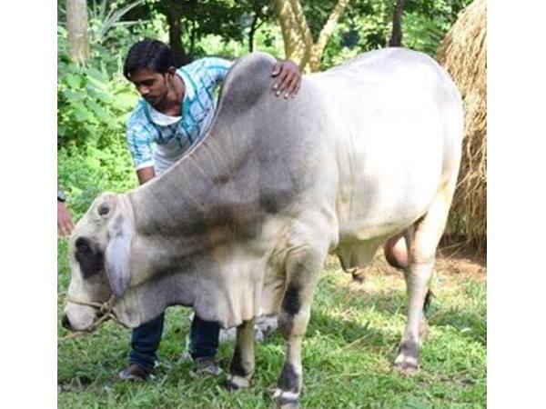 എത്ര കാളകള്‍... എത്ര പശുക്കള്‍!!!