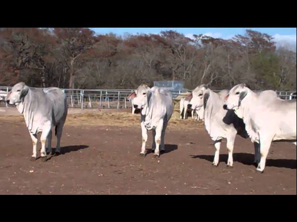 ഇറച്ചിക്ക് വേണ്ടിത്തന്നെ