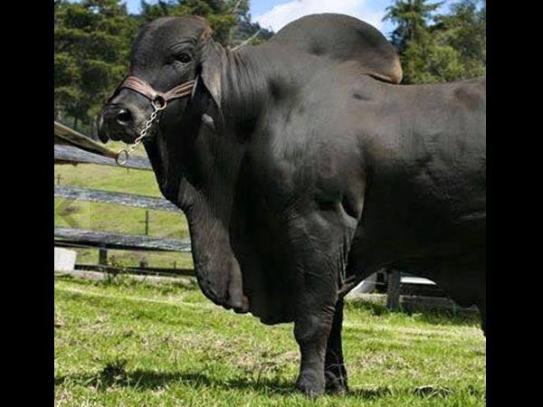 കൂറ്റന്‍മാര്‍ തന്നെ