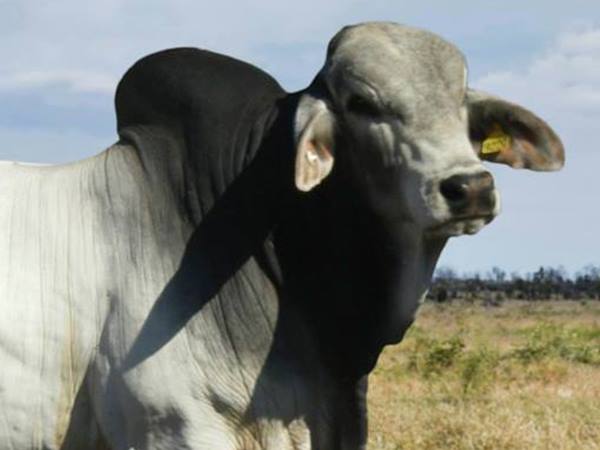 ഒടുക്കത്തെ ഡിമാന്റ് ആണ്