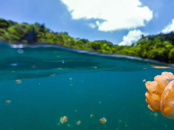 പലാവു പലാവു