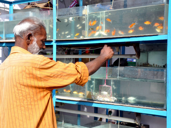 മീനുകളുടെ ആരോഗ്യം
