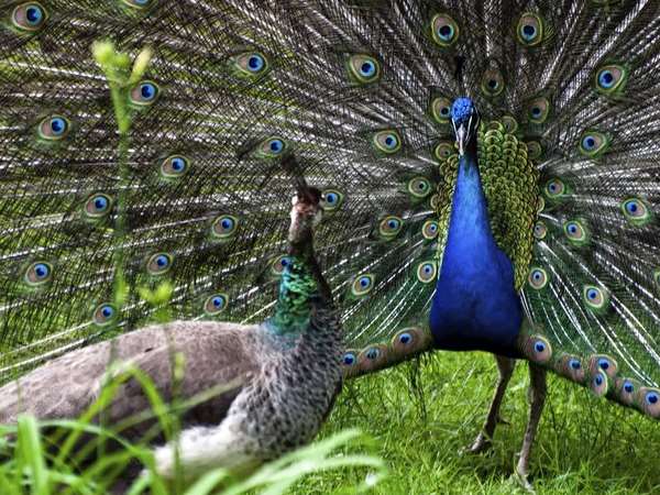 കന്നുകാലി നിയന്ത്രണ ഹർജി പരിഗണിക്കവേ...