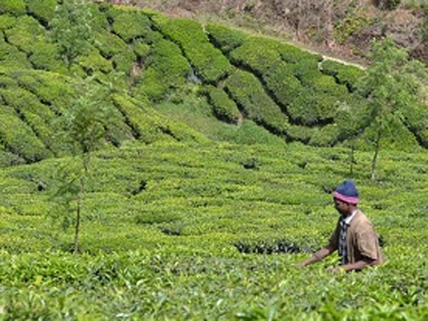 പണിതത് വൻ റിസോർട്ടുകൾ