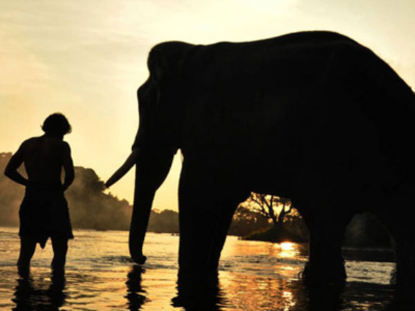 നാട്ടാനയുടെ കൊമ്പ് നാട്ടാനയുടെ കൊമ്പ്