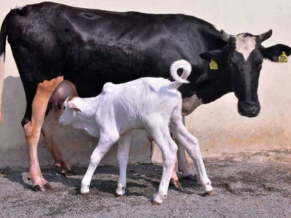 ദക്ഷിണേന്ത്യയില് കര്ണാടക ദക്ഷിണേന്ത്യയില് കര്ണാടക