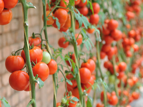 തക്കാളി കൃഷി ഇല്ല