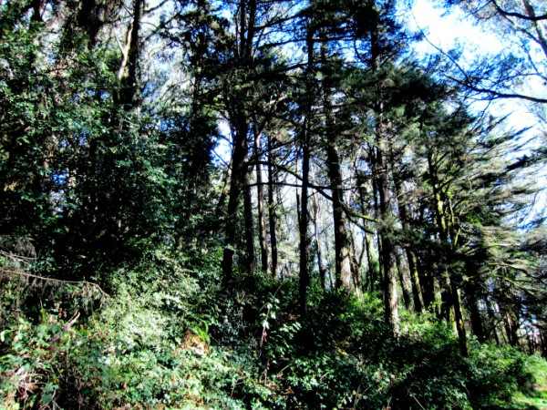 ഇന്റർനെറ്റിലെ ചിത്രം...