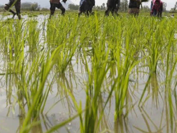 1980 ശേഷം കർഷിക ആത്മഹത്യ കൂടുന്നു