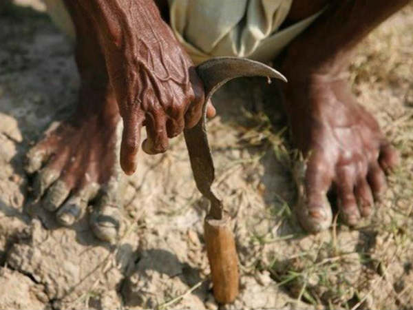 ചൂട് കൂടിയാൽ കൃഷി നശിക്കും