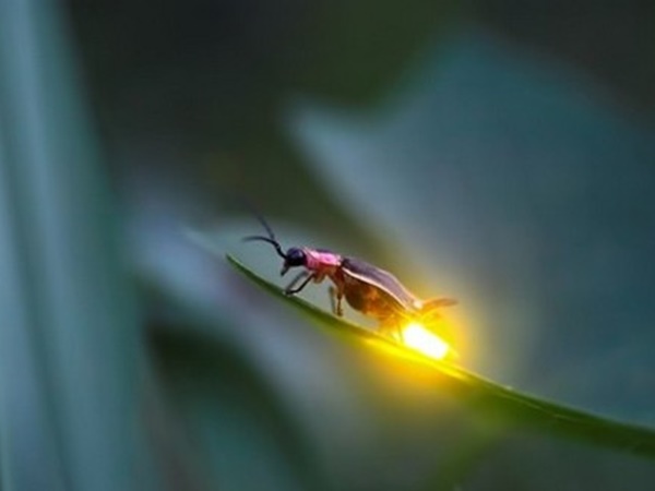 മുഖത്ത് പാടുകള്‍ വീഴ്ത്തുന്ന പ്രാണി 