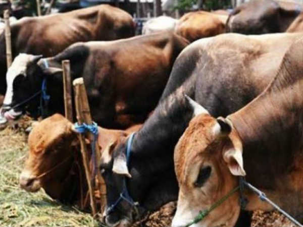 പശുക്കൾ ചത്തത് പട്ടിണിയിൽ