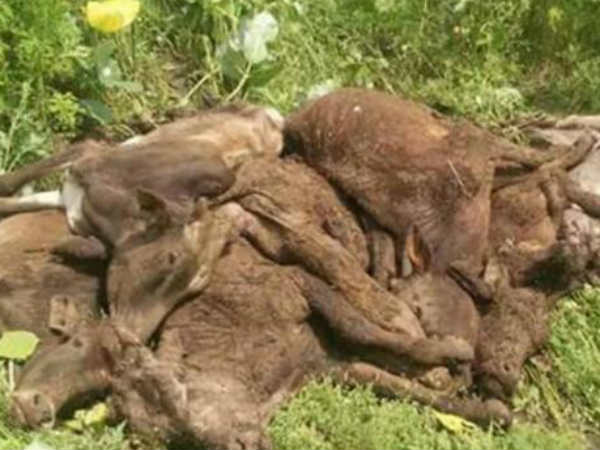 ചത്തത് 200 ഓളം പശുക്കൾ