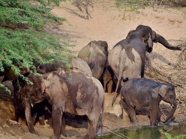 മയക്കുവെടി വയ്ക്കാനാവില്ല