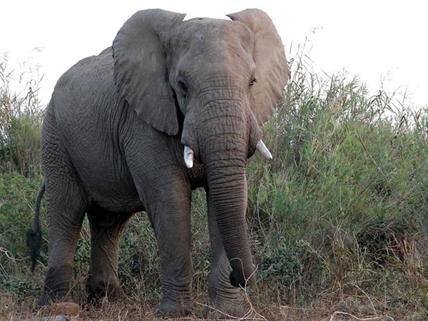  ഇടഞ്ഞോടി