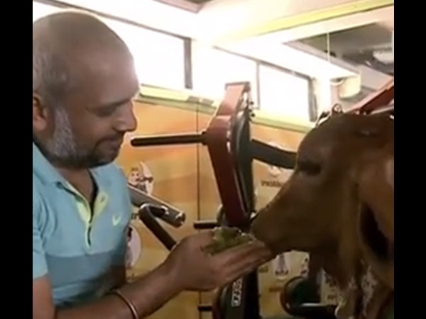 പശുവിന്റെ വിവാഹം