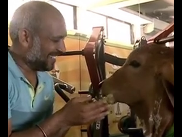 ഉറങ്ങുന്നതും ഉണ്ണുന്നതും പശുക്കളോടൊപ്പം
