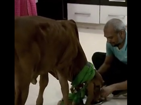 പശു എല്ലാം നേടിതന്നു