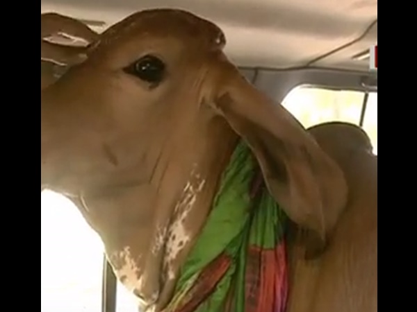 പശു ജീവിതം മാറ്റി മറിച്ചു