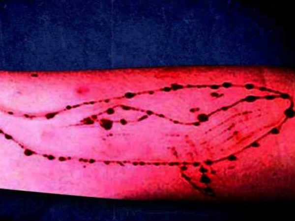 blue whale blue whale