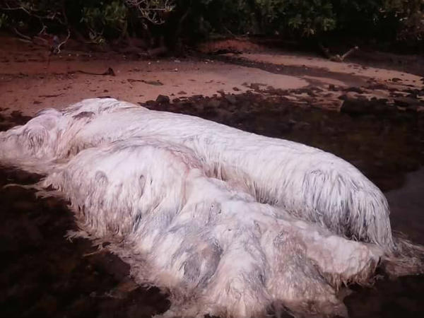 പ്രദേശങ്ങളില്‍ എത്തുന്നത്