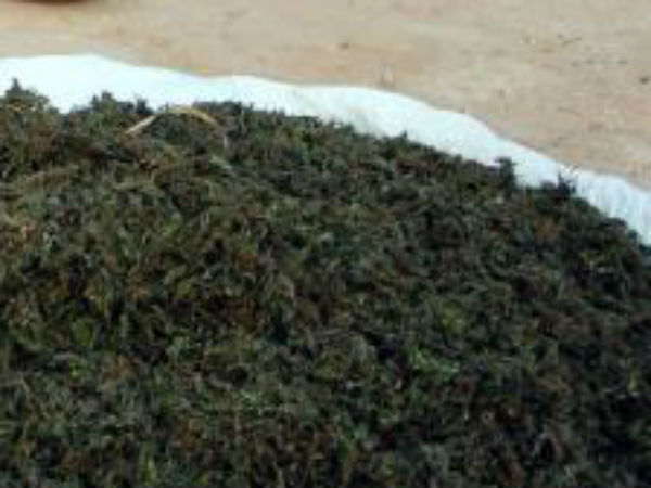 കേറ്ററിങ് സ്ഥാപനത്തിന്റെ മറവിൽ