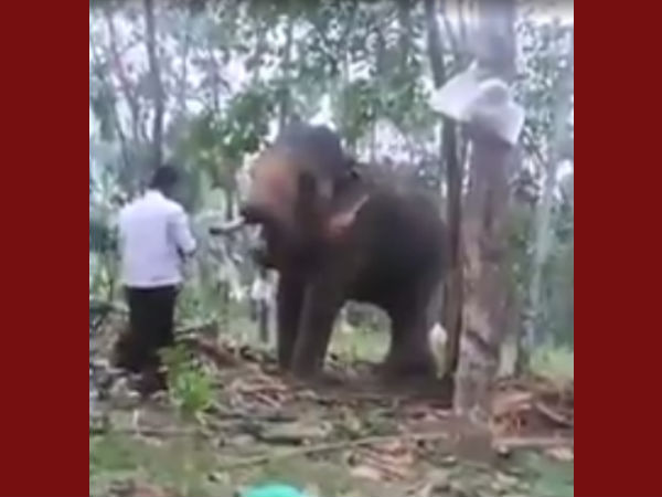 മെരുക്കാൻ പഴവും