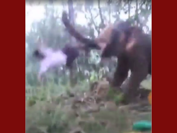 ചുരുട്ടിയെറിഞ്ഞ് ആന