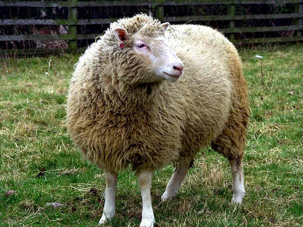 ഡോളി എന്ന ആട്ടിന്‍കുട്ടി