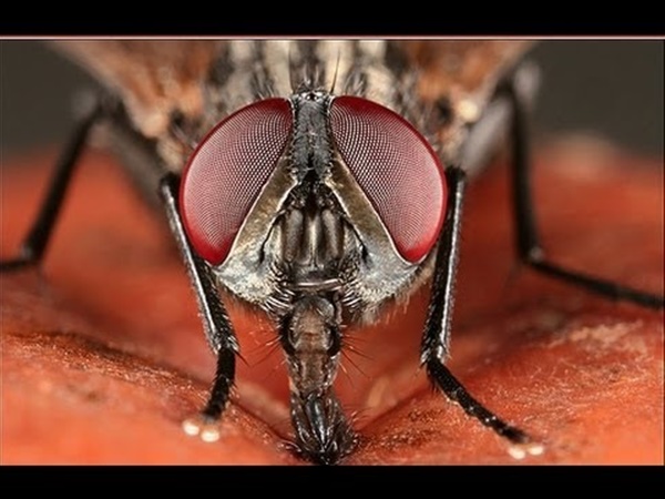 നൂറ് കണക്കിന് കീടാണുക്കള്‍