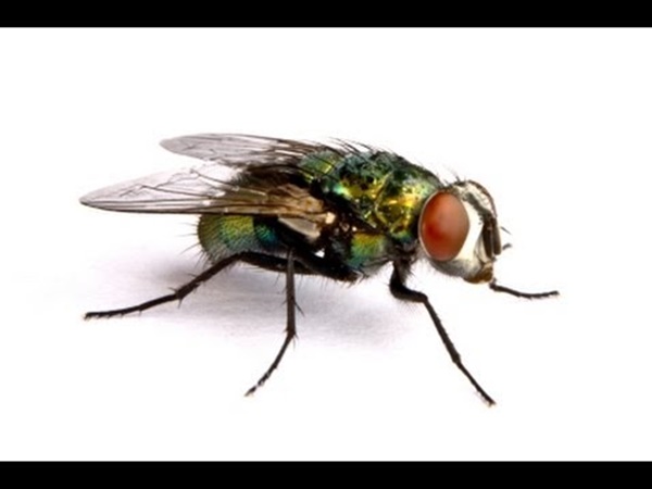 എവിടേയും പറന്നിരിക്കും