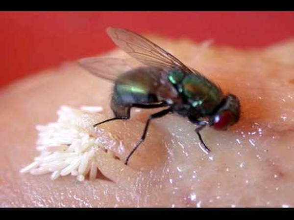 ഭക്ഷണത്തില്‍ വന്നിരുന്നാല്‍