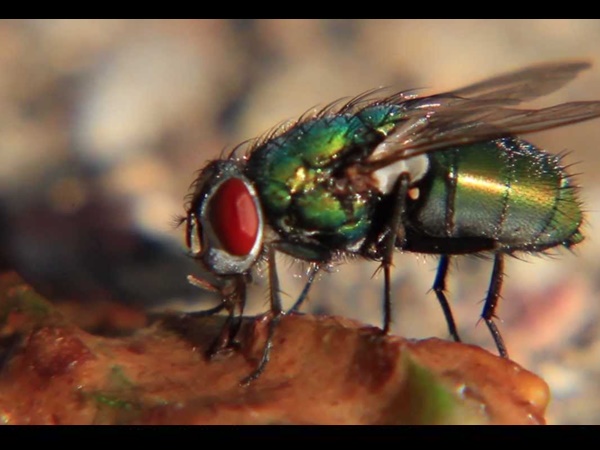 മൂന്ന് വന്‍കരകളില്‍ പഠനം