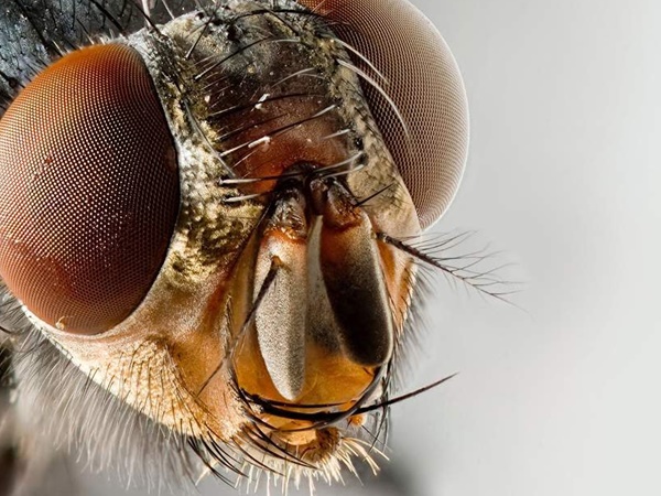 നഗരത്തിലെ ഈച്ചകള്‍