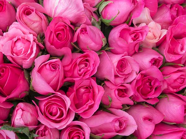  പിങ്ക് കുട്ടികളുടെ നിറമല്ല