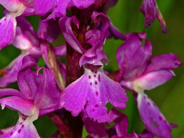  പര്‍പ്പിള്‍ 