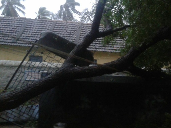 മരങ്ങളെ ശ്രദ്ധിക്കുക