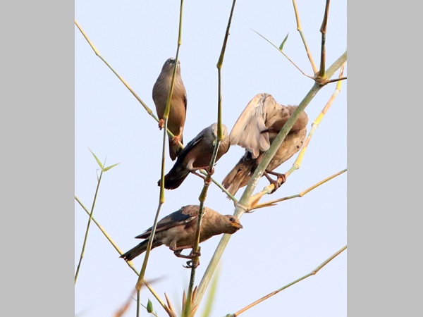 birds