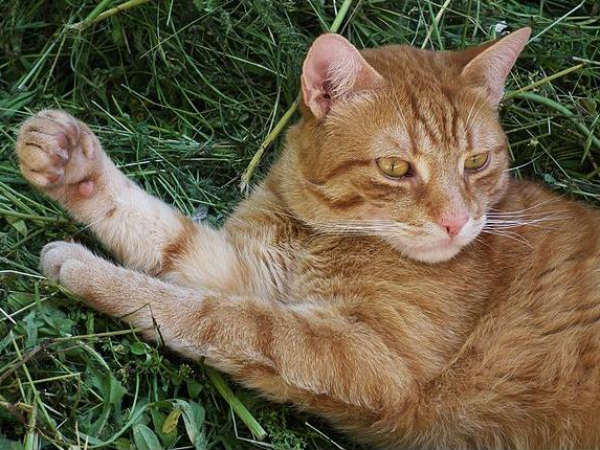 ഖലീഫമാരുൾപ്പെടെയുള്ളവർ 